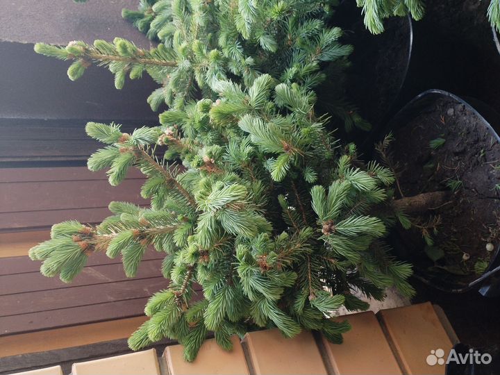 Ель голубая