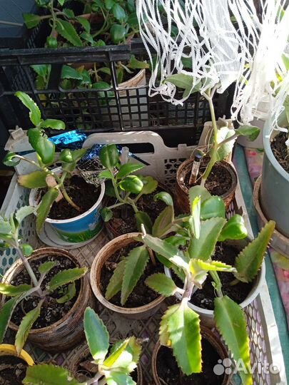 Каланхоэ и алоэ лечебный разного возраста от насмо