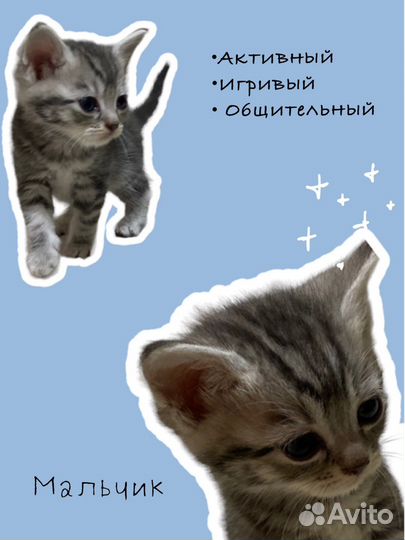 Классные котята в добрые руки