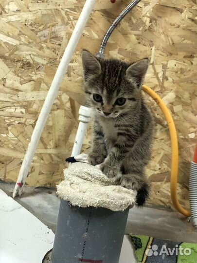 Отдам кошечку в добрые руки