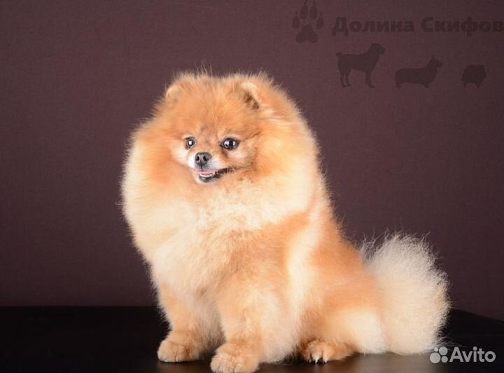 Кобель для вязки- Померанский шпиц