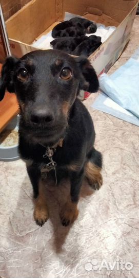 Продаю щенков, 4 девочки осталось