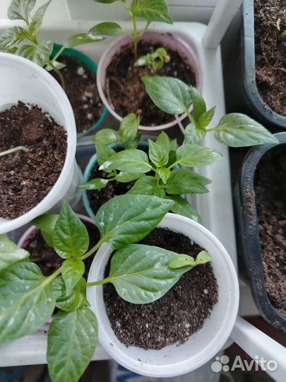 Рассада перцев, помидор и тыквы