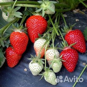 Клубника Мурано рассада