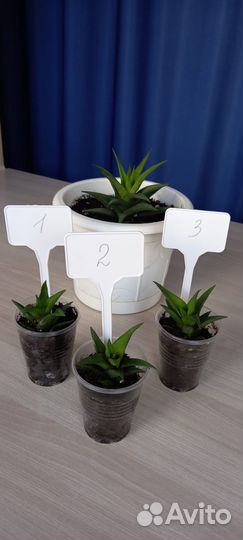 Алое Хавортия