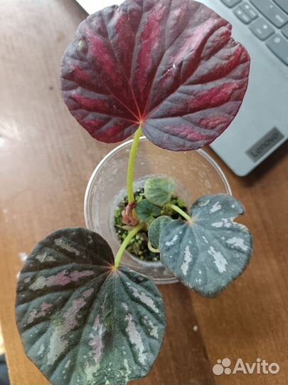 Бегонии сортовые