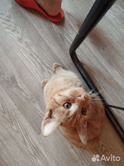 Рыжий котенок