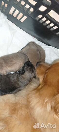 Девочки помераночки