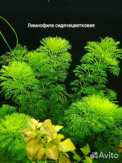 Аквариумное растение