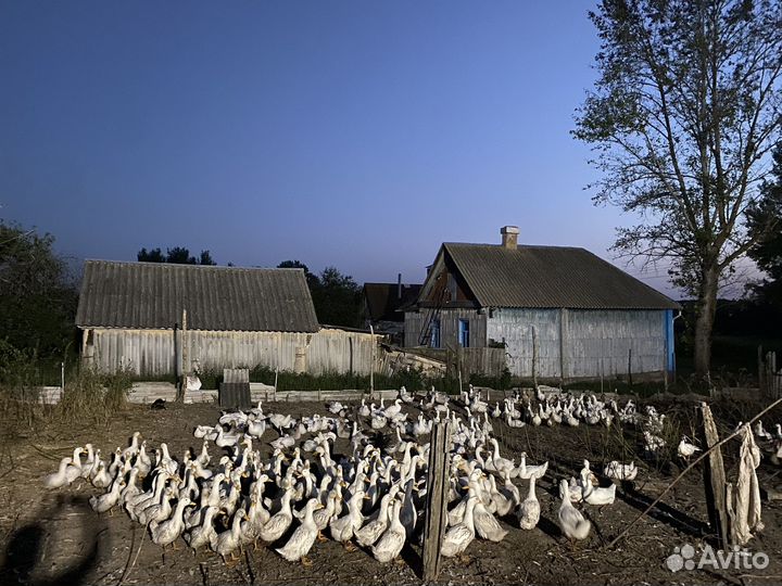 Мясо птицы Утки гуси бройлеры