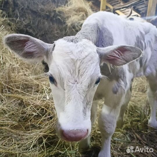 Телята бычки