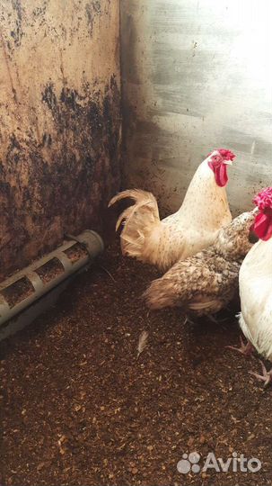 Инкубационное яйцо породных кур