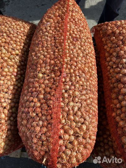 Лук севок штутгартер