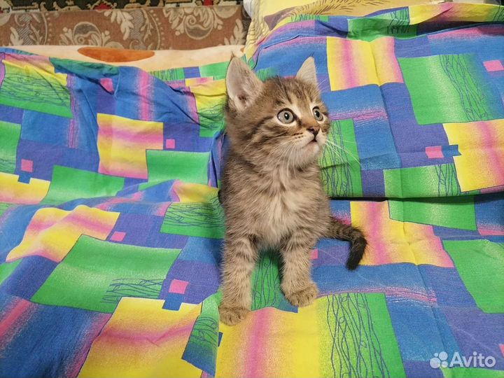 Котята