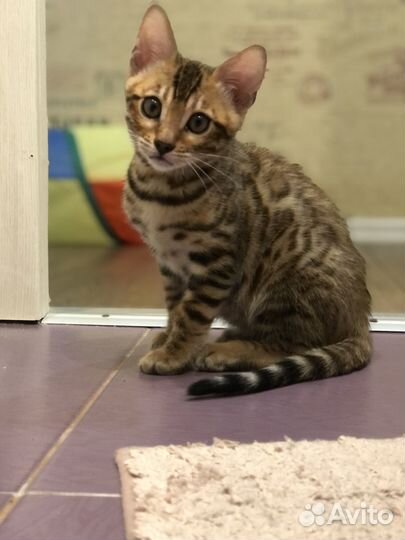 Бенгальская девочка