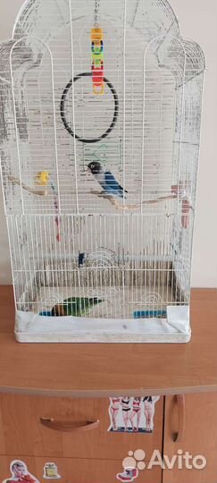 Попугай неразлучники с клеткой