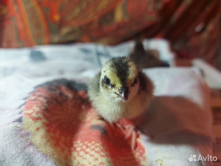 Перепелята