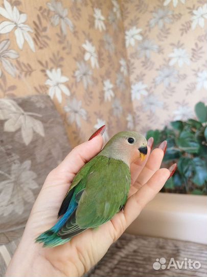 Птенцы Неразлучники домашнего разведения