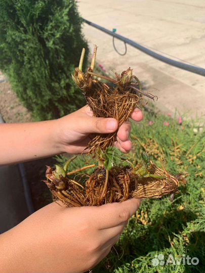 Саженцы клубники фриго