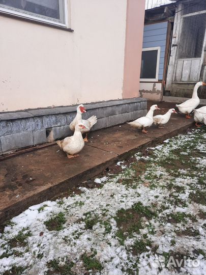 Мускусные утки тяжелые линии