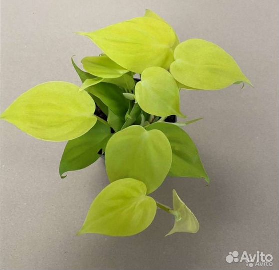 Филодендрон Scandens Micans, Micans Lime, Brasil