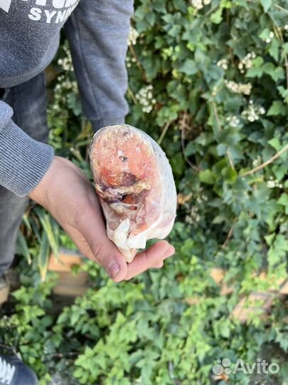 Форель 1,4-1,8