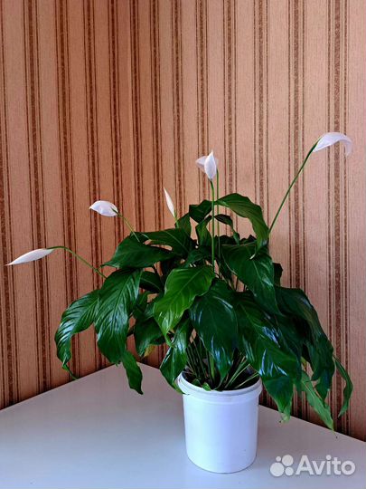 Спатифиллум