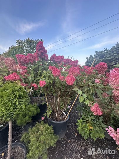 Гортензия метельчатая