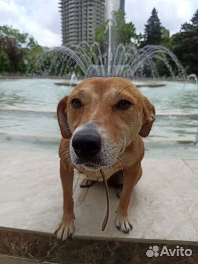 Собака в добрые руки отдам бесплатно