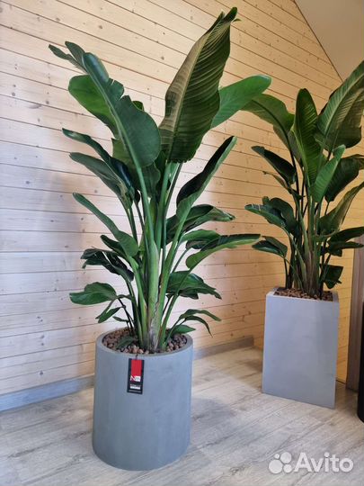 Горшок из Бетона для цветов/растений, Германия