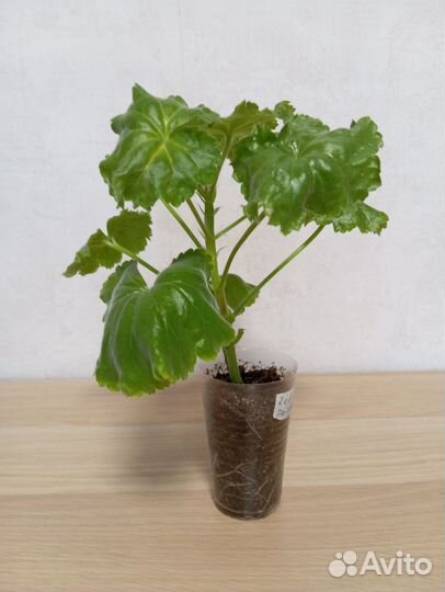 Герань тюльпановидная Red Pandora