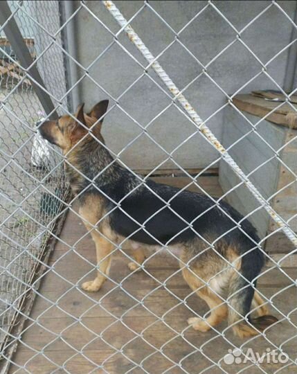 Щенки бесплатно