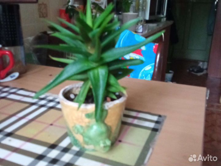 Домашний цветочек