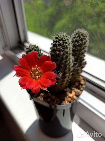 Гимнокалициум маммилярия фрайлея медиолобивия