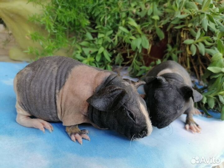 Морские свинки скинни