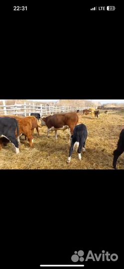 Бычки герфорд симментал бык