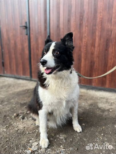 Хорошая собака а добрые руки