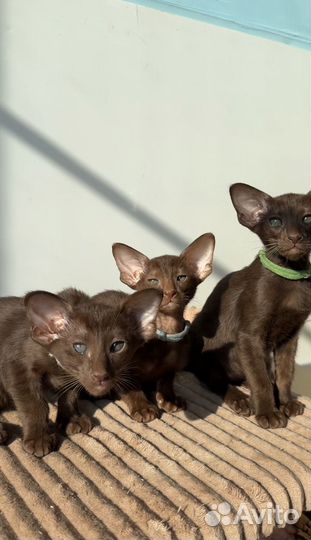 Ориентальные котята