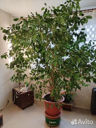 Фикус бенджамина