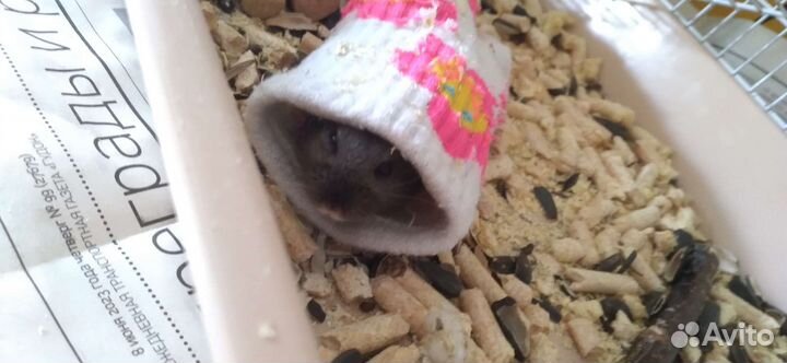 Хомячок девочка