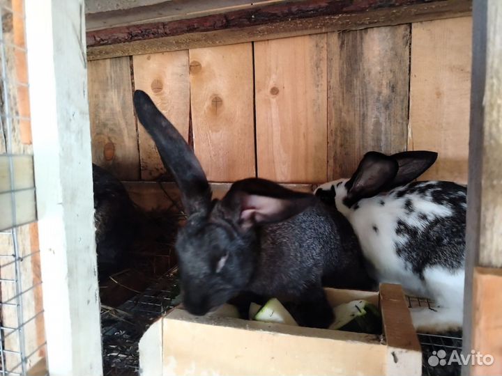 Кролики мясных пород