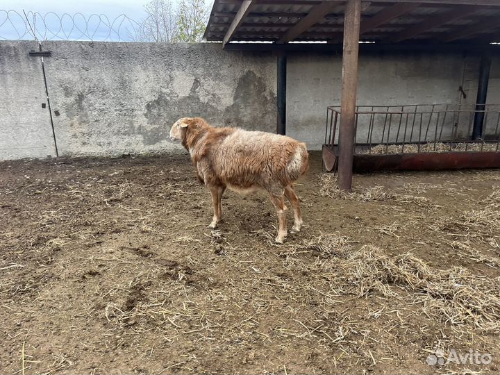 Крупный курдючный баран (кочкар), на племя