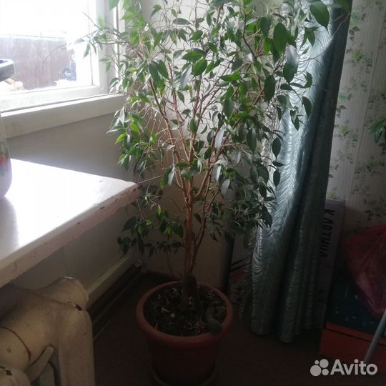 Фикус бенджамина