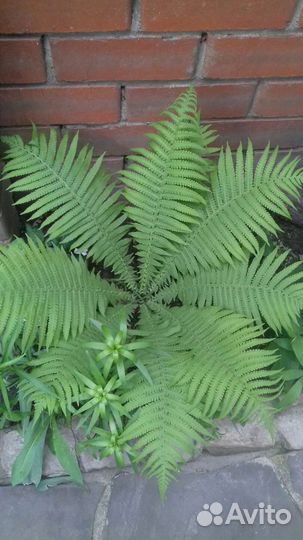Папоротник садовый