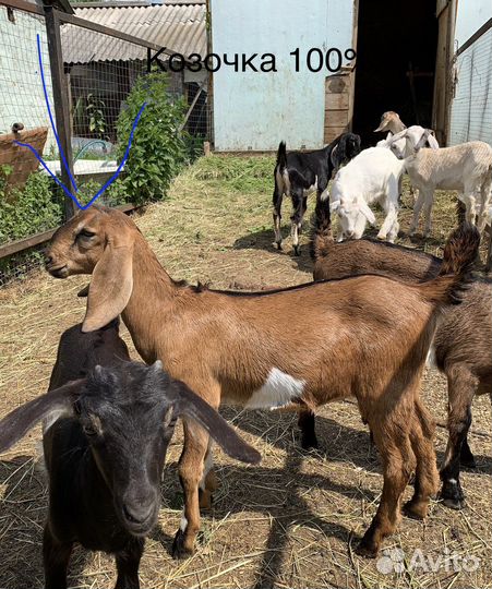 Козочки альпийские англонубийские (козлята )