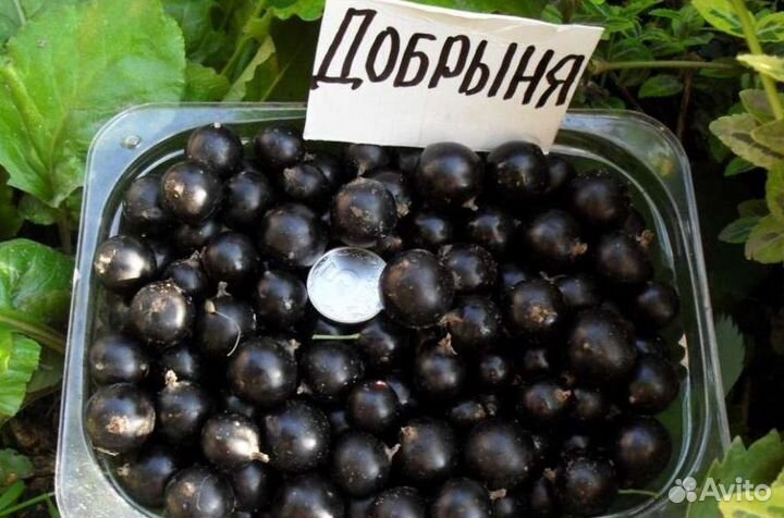 Смородина черная Крупная