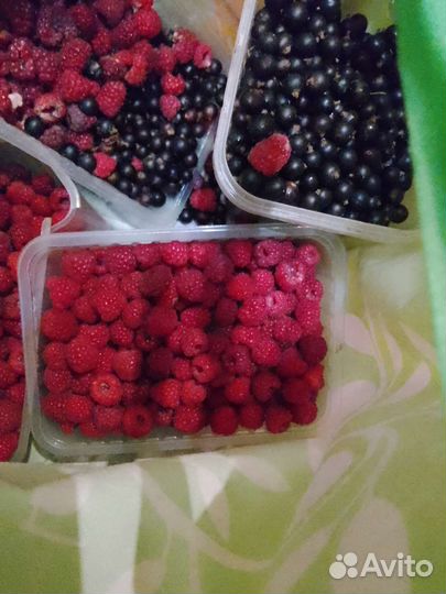 Малина,смородина