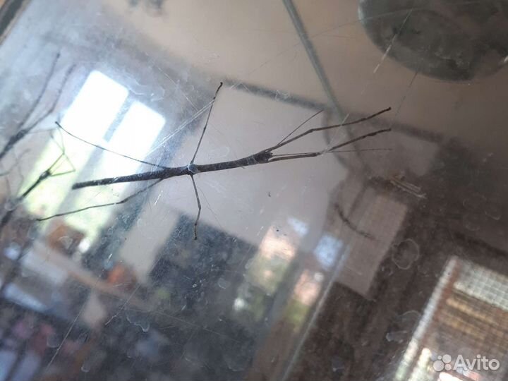 Экзотические насекомые