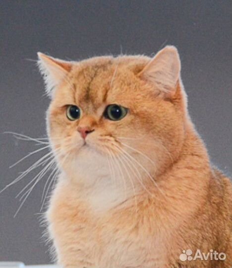 Клубные британские котята