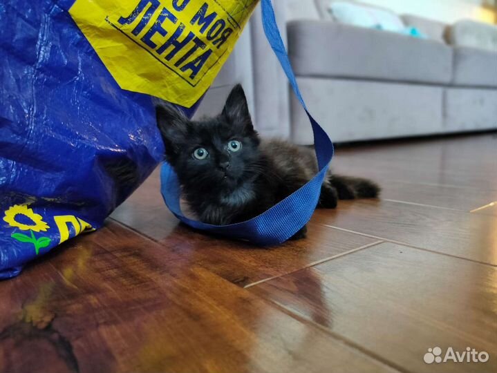 Котенок 2 мес в добрые руки